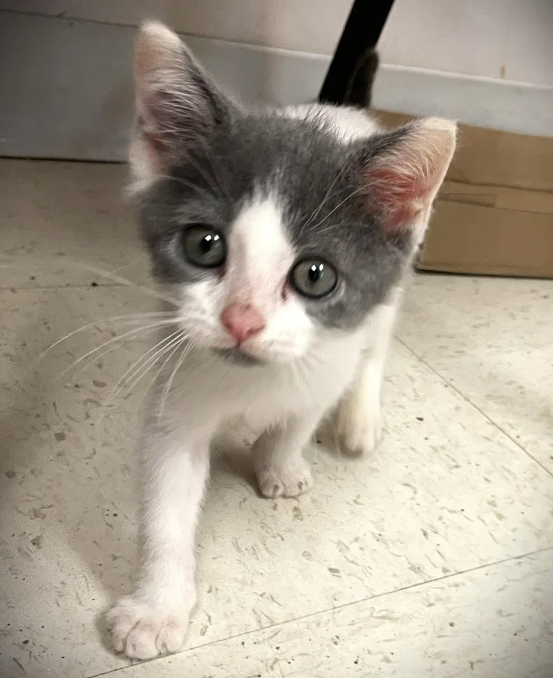 A baby medium-sized male Gray & White Domestic Short Hair cat named Coach for adoption in Monson, MA