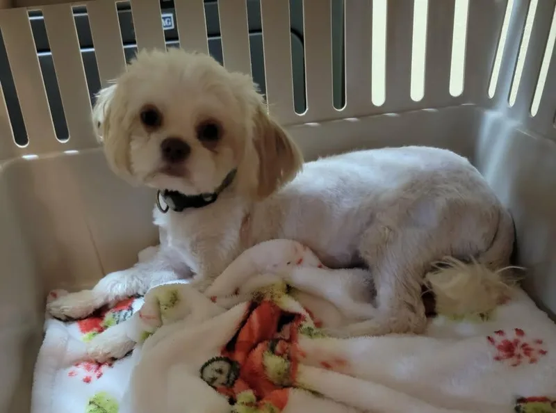 An adult small-sized female White / Cream Maltese dog named Lady for adoption in Van Alstyne, TX
