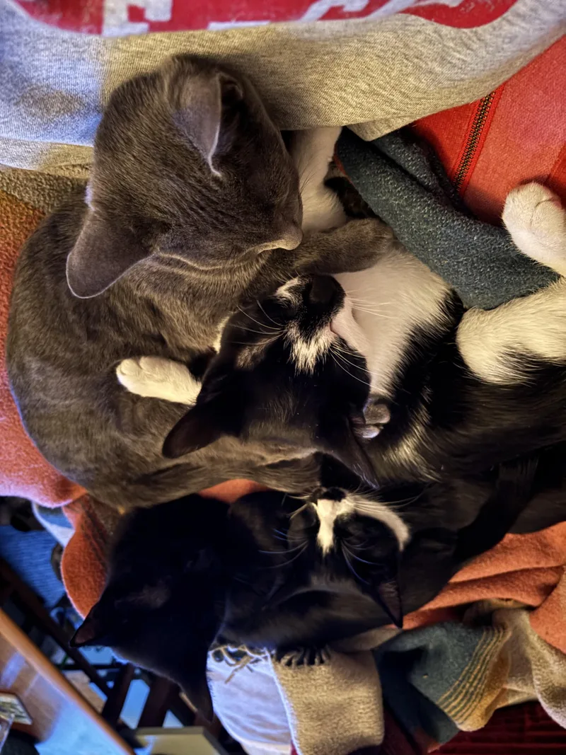 A young medium-sized female Domestic Short Hair cat named Romy for adoption in Melrose, MA