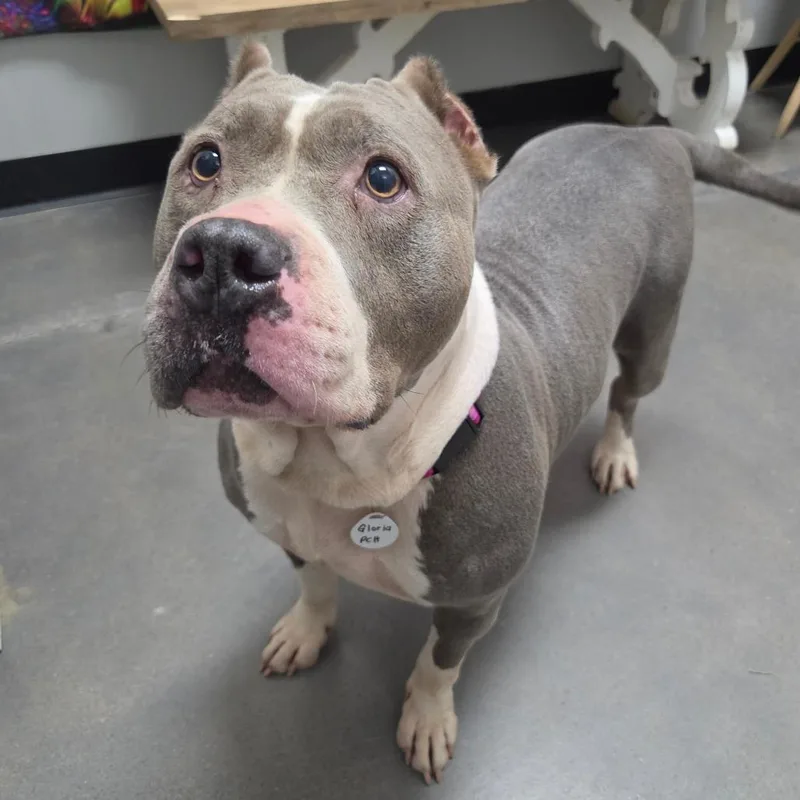 An adult large-sized female Gray / Blue / Silver Pit Bull Terrier dog named Gloria for adoption in Normal, IL