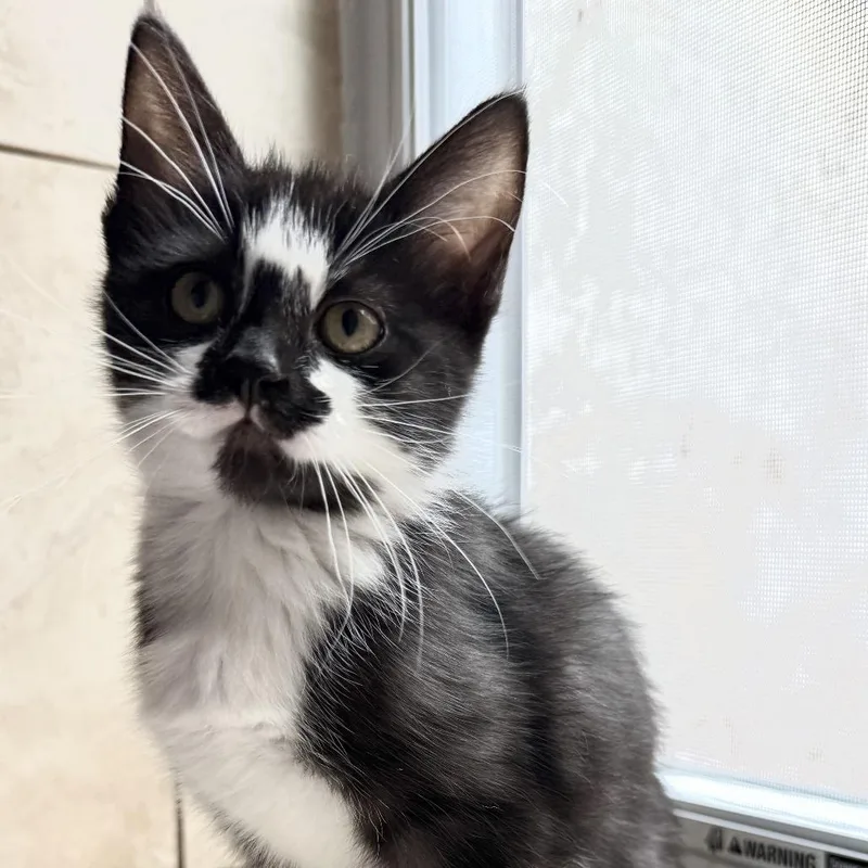 A baby small-sized female Black Domestic Short Hair cat named Farfalle C for adoption in Minnetonka, MN