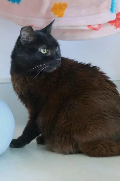 Sweetie Pie thumbnail 3