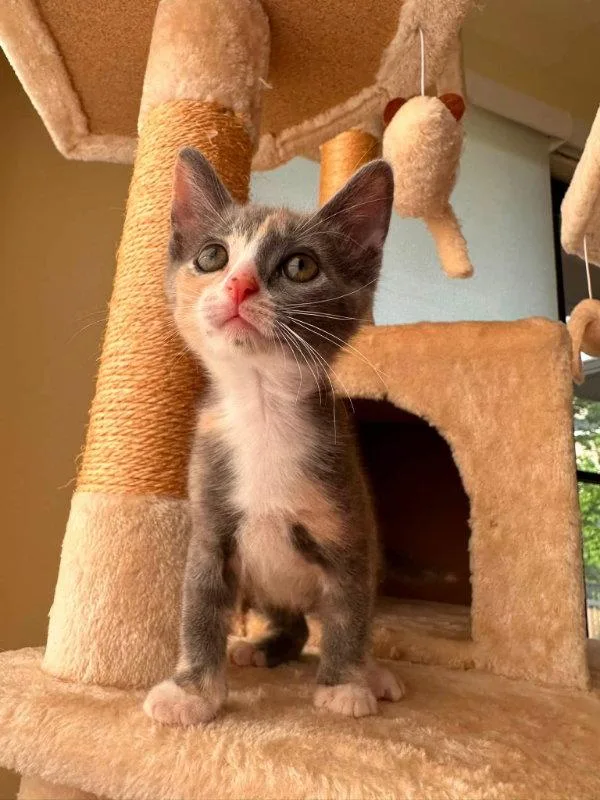 A young medium-sized female Dilute Calico cat named Mouse for adoption in Knoxville, TN