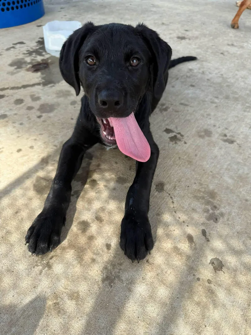 A baby large-sized male Labrador Retriever dog named Walnut for adoption in Elkton, MD