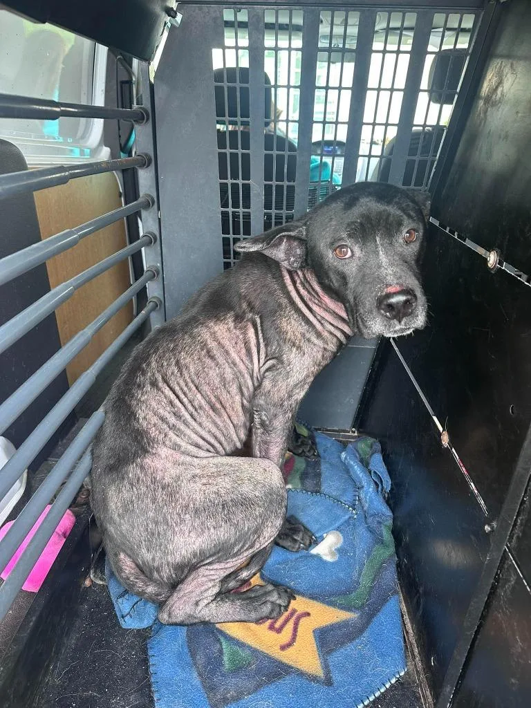 An adult medium-sized female Pit Bull Terrier dog named Cookie for adoption in Marion, OH