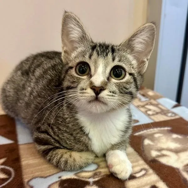 A baby small-sized female Domestic Short Hair cat named Indy for adoption in Walnut Creek, CA