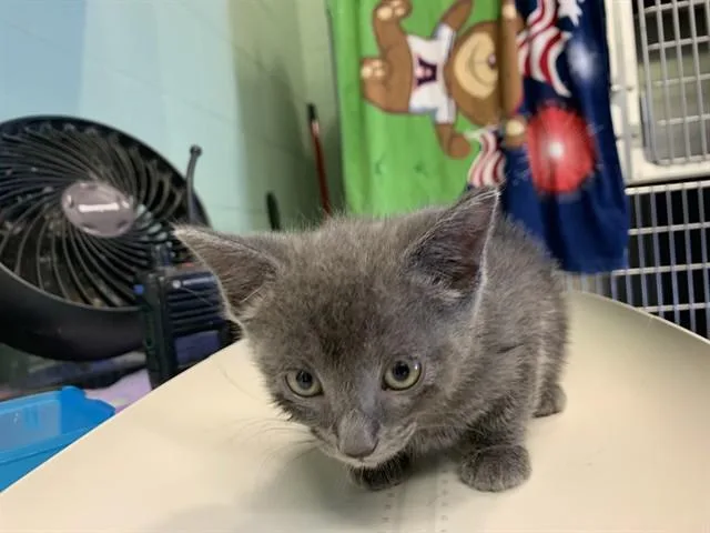 A baby small-sized female Domestic Short Hair cat named Grits for adoption in Grand Prairie, TX