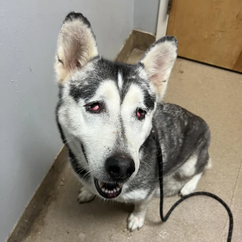 An adult medium-sized female Gray / Blue / Silver Mixed Breed dog named Tuna for adoption in Chattanooga, TN