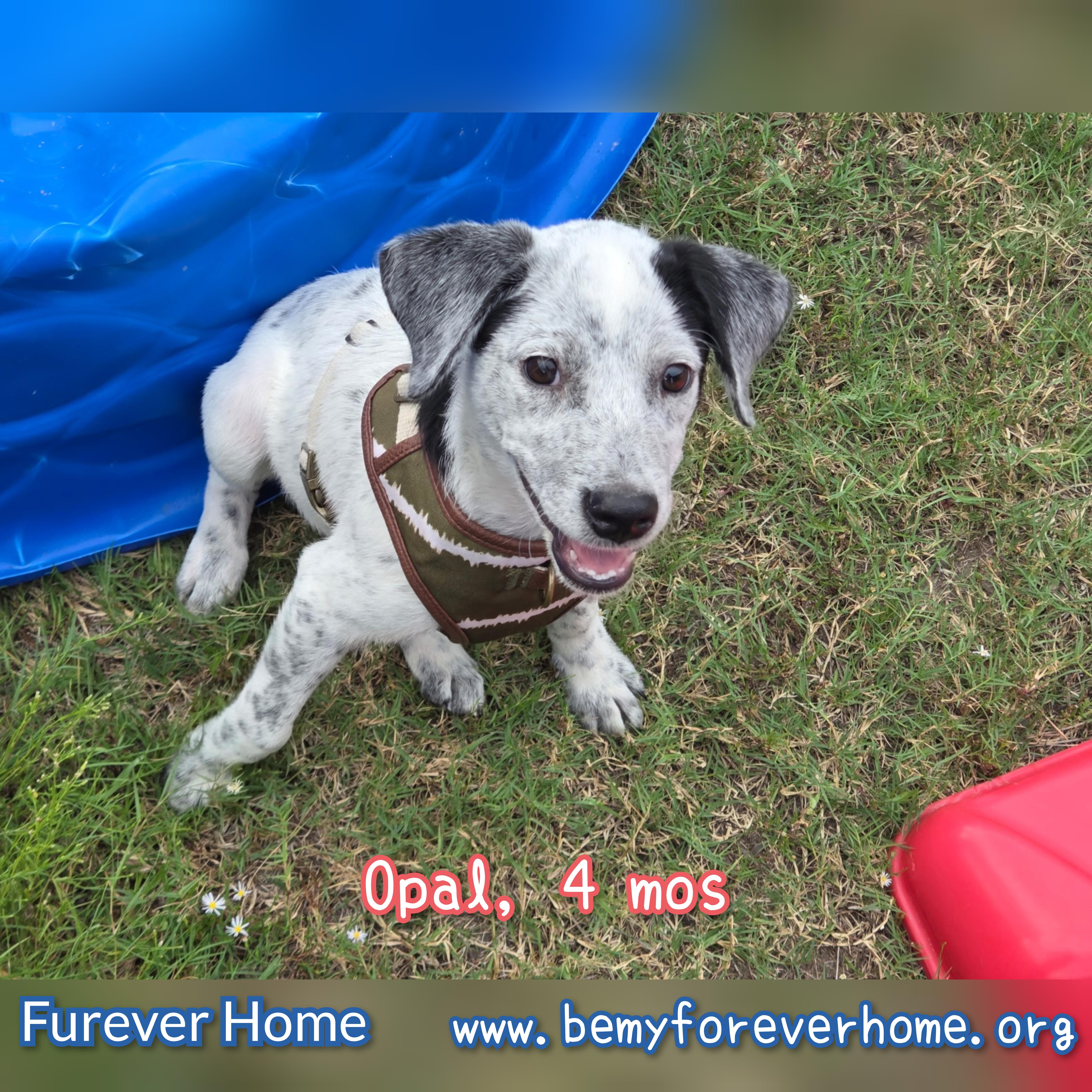 A baby medium-sized female Australian Cattle Dog / Blue Heeler dog named Opal for adoption in Plano, TX