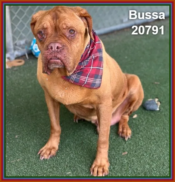 A senior large-sized male Yellow / Tan / Blond / Fawn Mastiff dog named Bussa for adoption in Marietta, GA