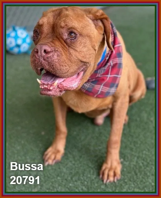 Bussa thumbnail 3