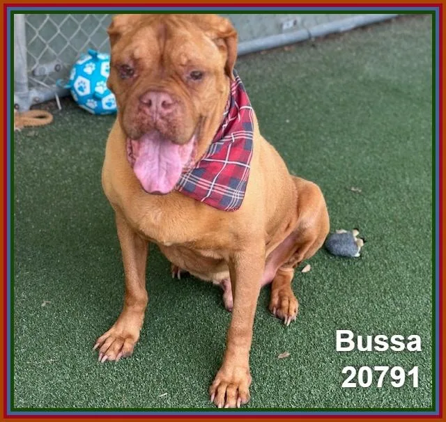 Bussa thumbnail 5
