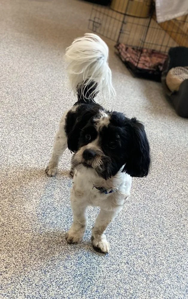 A young small-sized male Tricolor (Brown, Black, & White) Shih Tzu dog named Buster for adoption in Bartlesville, OK