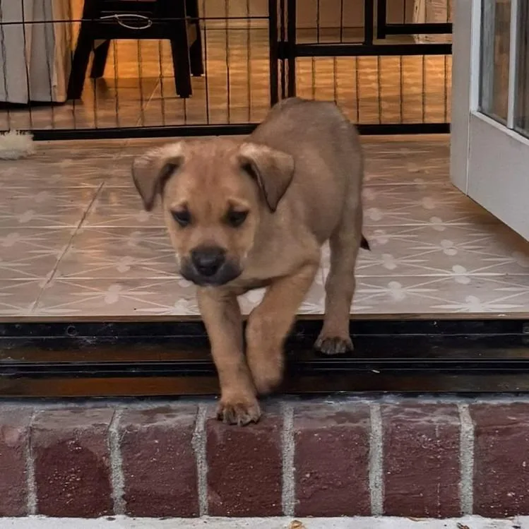 A baby medium-sized male German Shepherd Dog dog named Jack for adoption in Minneapolis, MN
