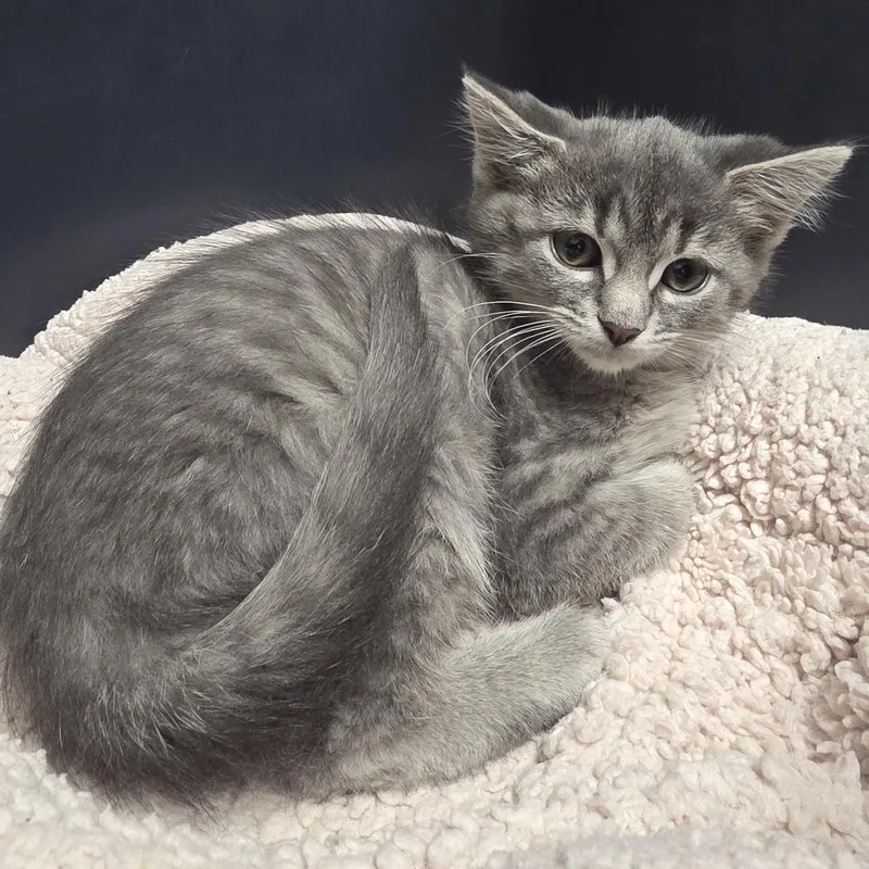 A baby small-sized female Gray / Blue / Silver Domestic Short Hair cat named Morel for adoption in Oshkosh, WI