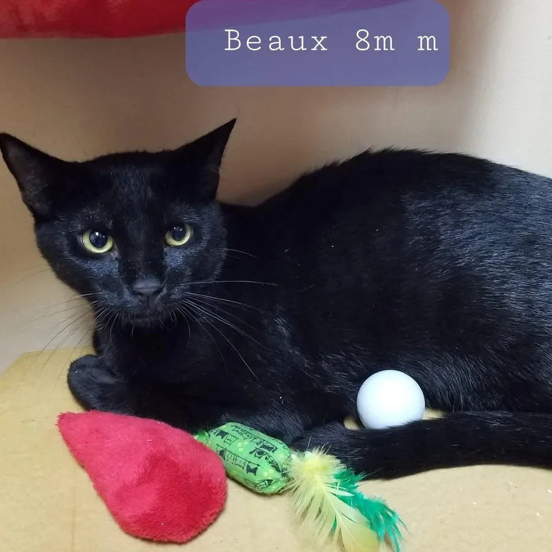 A young medium-sized male Black Domestic Short Hair cat named Beaux for adoption in Palm Harbor, FL