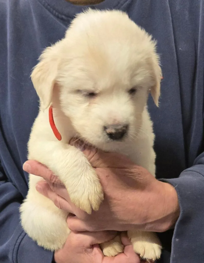 A baby small-sized female Labrador Retriever dog named Sassy for adoption in Thompson Falls, MT