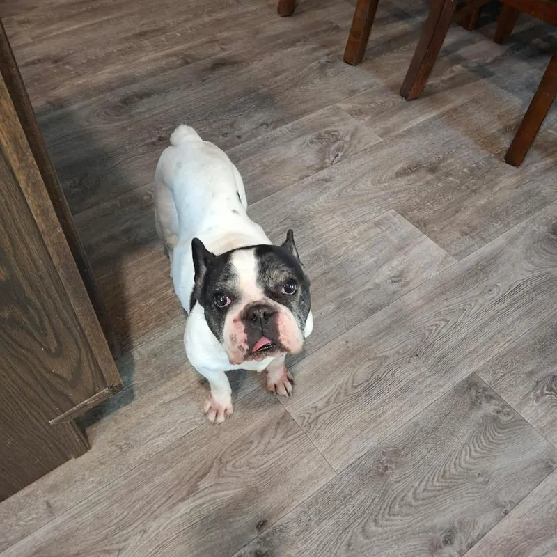 A senior small-sized female White / Cream French Bulldog dog named Piper for adoption in Dover, AR