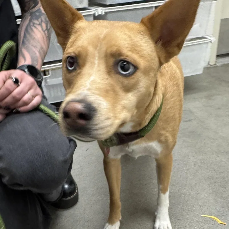 A young medium-sized female Mixed Breed dog named Honey for adoption in Murray, UT