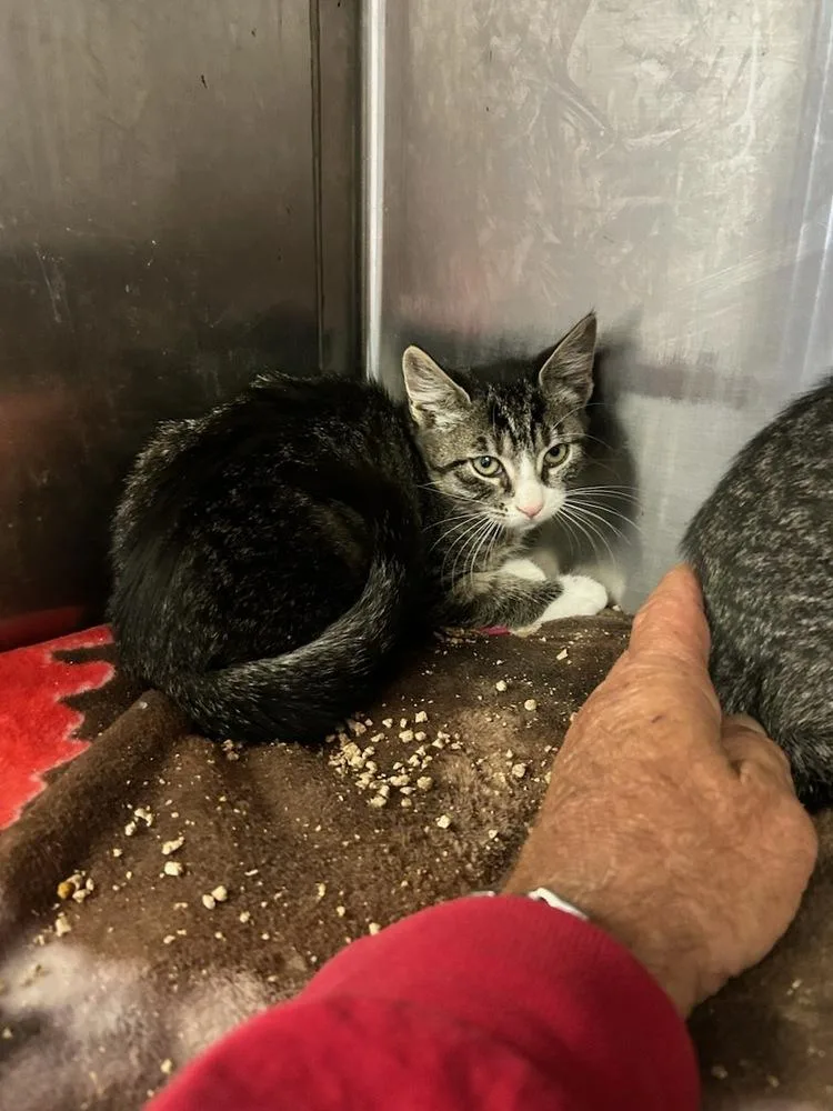 A baby small-sized female Domestic Short Hair cat named Harper Freeport for adoption in Westbury, NY