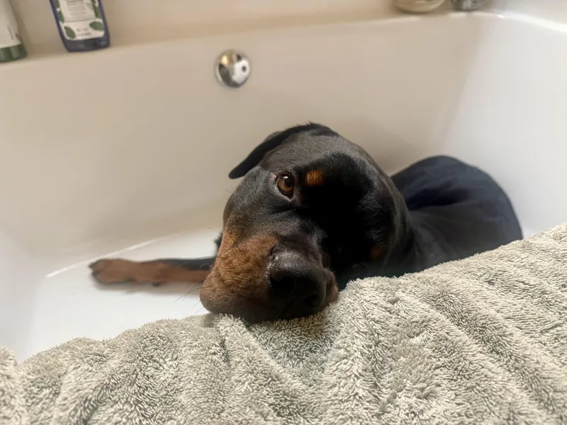 A young large-sized male Rottweiler dog named Zeus for adoption in Santa Rosa Beach, FL