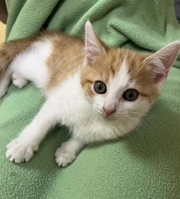 A baby medium-sized male Tabby (Gray / Blue / Silver) American Shorthair cat named Peanut for adoption in Lemoyne, PA