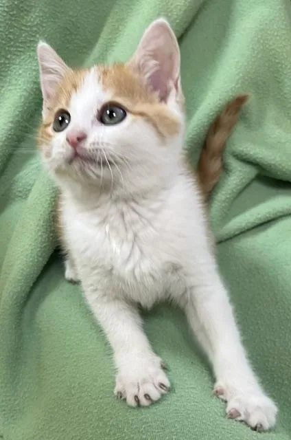 Peanut thumbnail 2