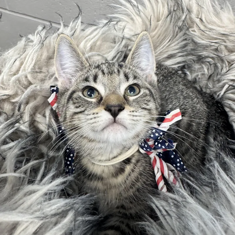 A baby medium-sized male Tabby (Buff / Tan / Fawn) Tabby cat named Sweet Granola for adoption in Burlington, NC