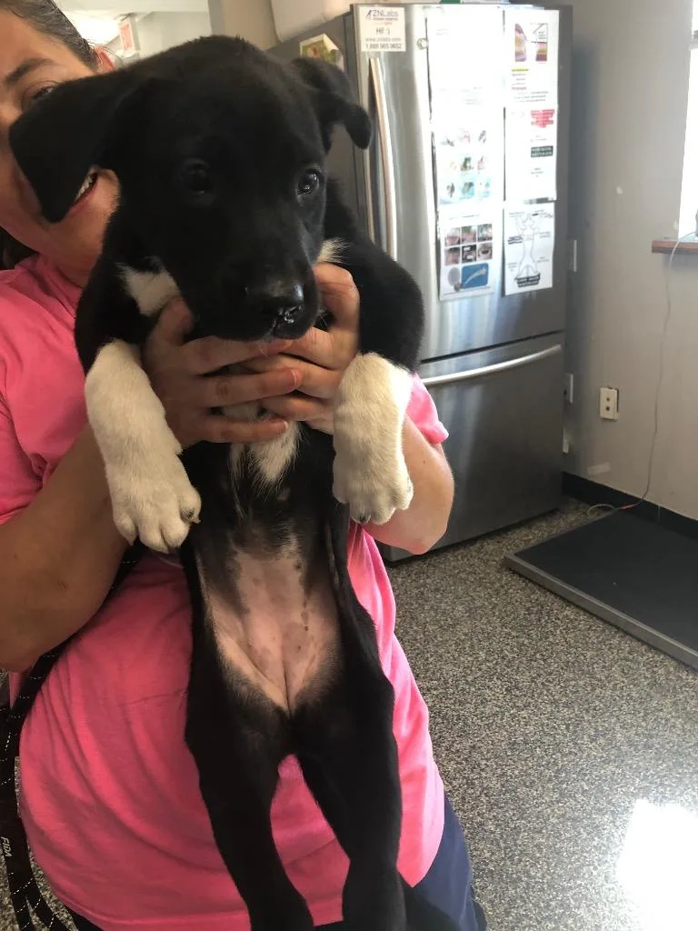 A baby medium-sized female Mixed Breed dog named Nora for adoption in Columbia, TN