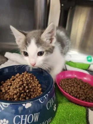 A baby small-sized male Domestic Short Hair cat named Troy for adoption in Independence, MO