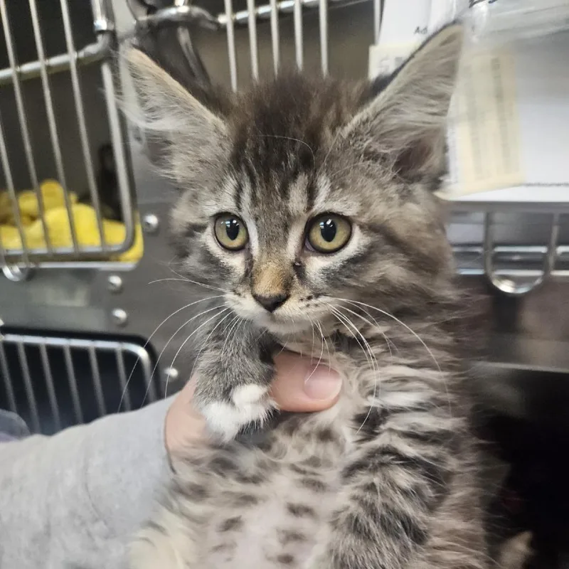 A baby small-sized female Brown / Chocolate Domestic Medium Hair cat named Louise for adoption in Tacoma, WA