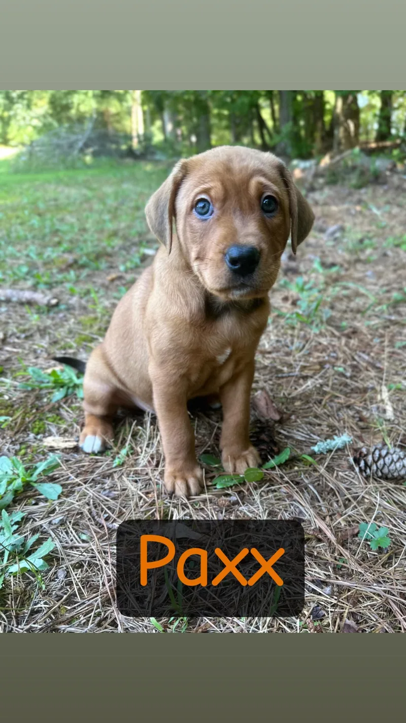 Paxx