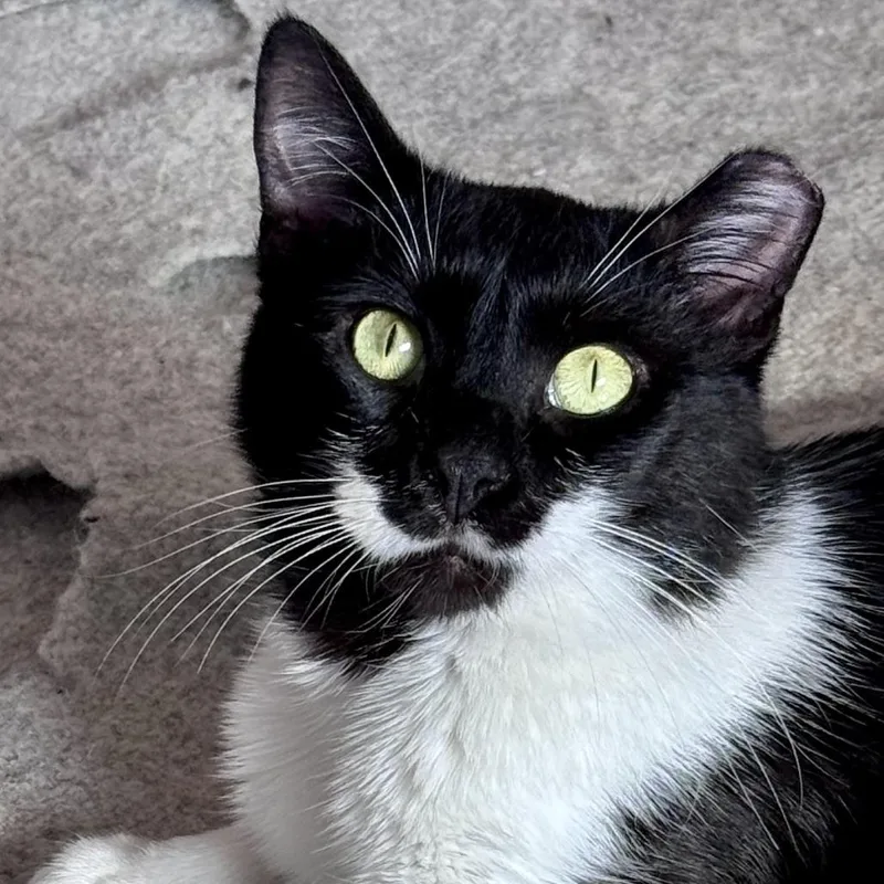 An adult medium-sized male White Domestic Short Hair cat named Tuna Thomas for adoption in Chapel Hill, NC
