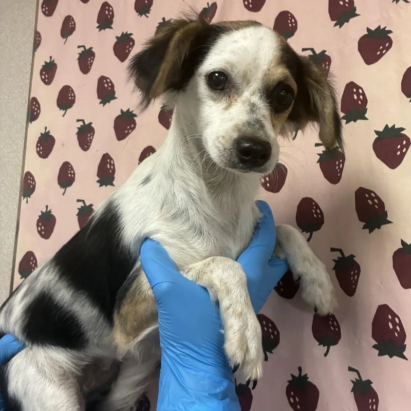 A young small-sized female White / Cream Chihuahua dog named Lil Sister for adoption in San Antonio, TX