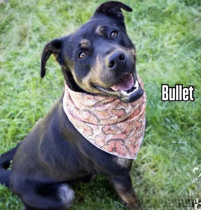 Bullet