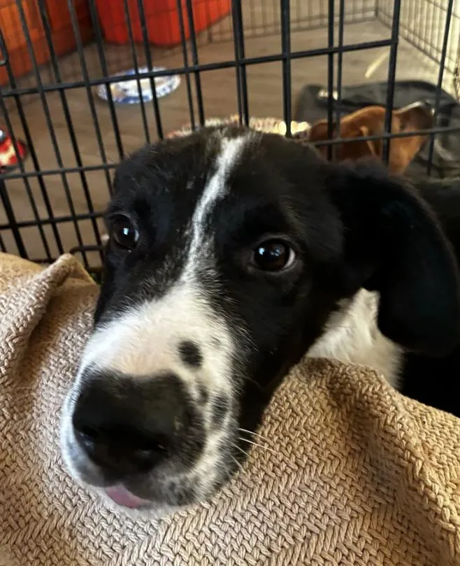 Puppy Orion thumbnail 2