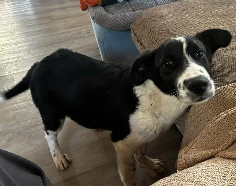 Puppy Orion thumbnail 3