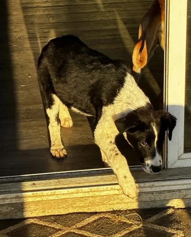 Puppy Orion thumbnail 4