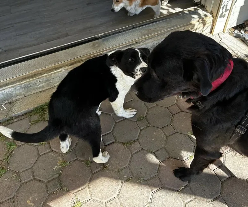 Puppy Orion thumbnail 5