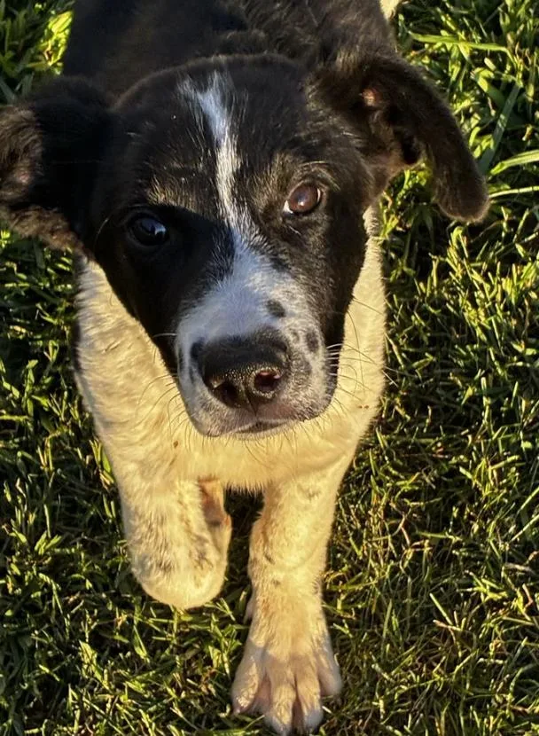 Puppy Orion thumbnail 6