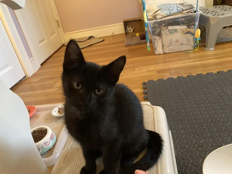 A baby small-sized male Domestic Short Hair cat named Pedro for adoption in Duxbury, MA