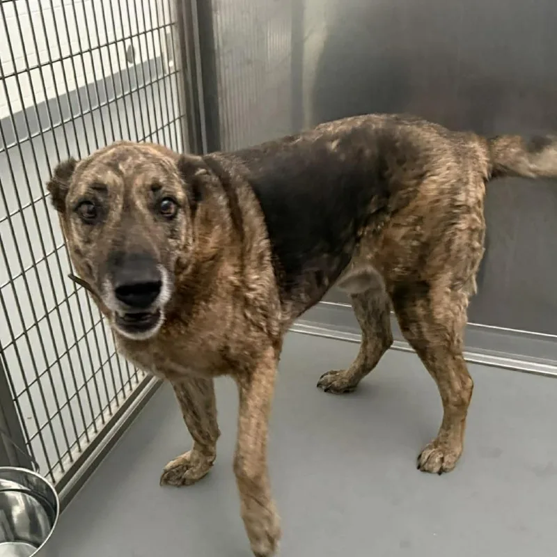 A senior large-sized male Yellow / Tan / Blond / Fawn German Shepherd Dog dog named Shane for adoption in Rocky Mount, VA