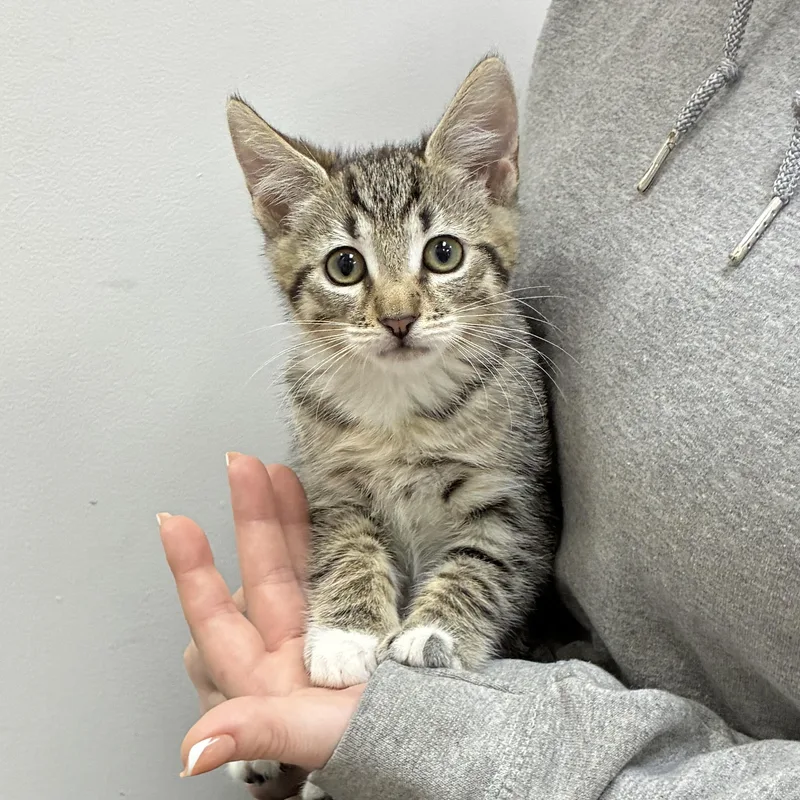 A baby medium-sized male Tabby cat named Coffee bean for adoption in Henderson, NV