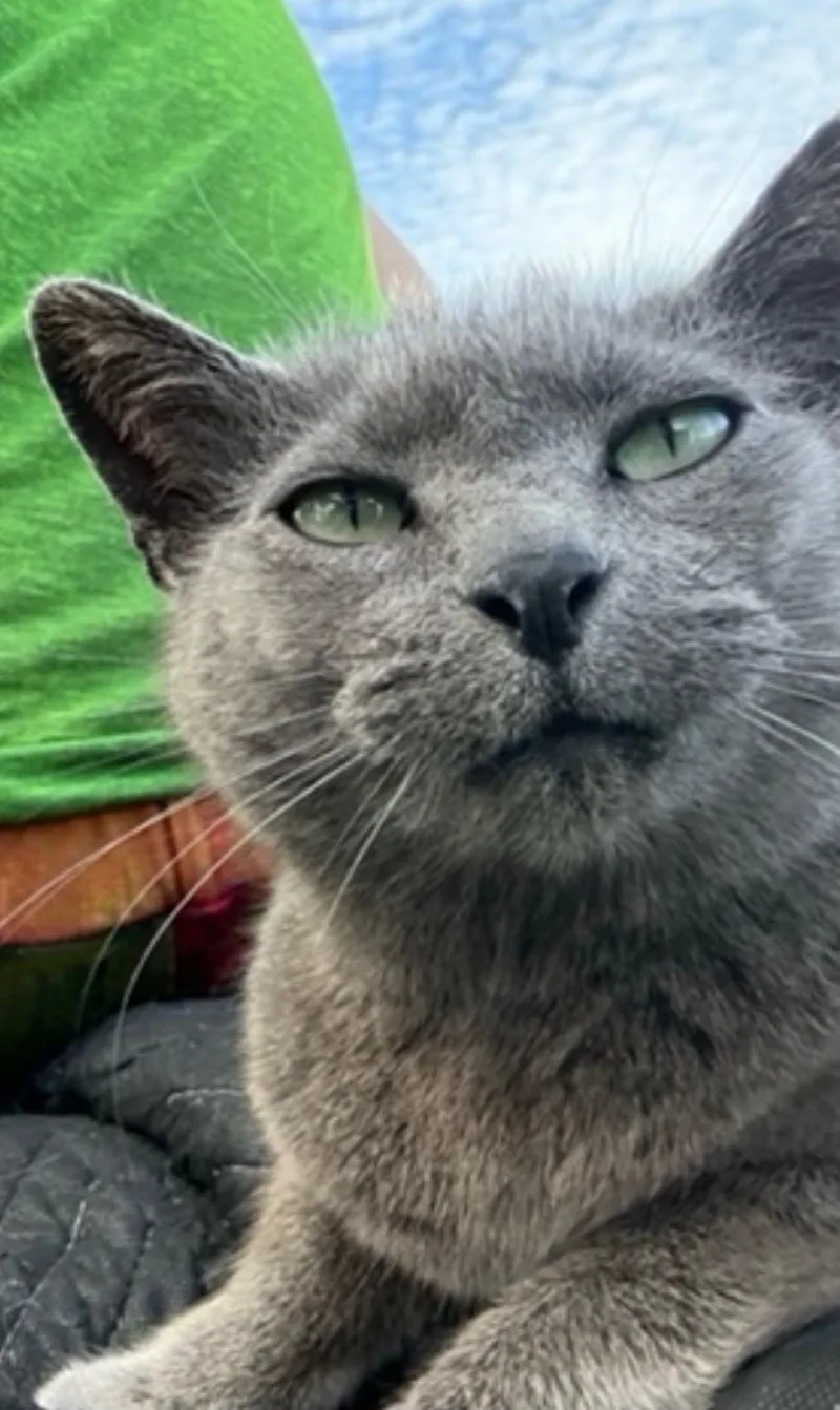 An adult medium-sized female Gray / Blue / Silver Russian Blue cat named Jade for adoption in Lewis Center, OH