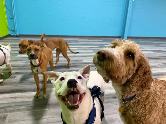 A baby medium-sized male Bicolor Terrier dog named Pete for adoption in Naperville, IL