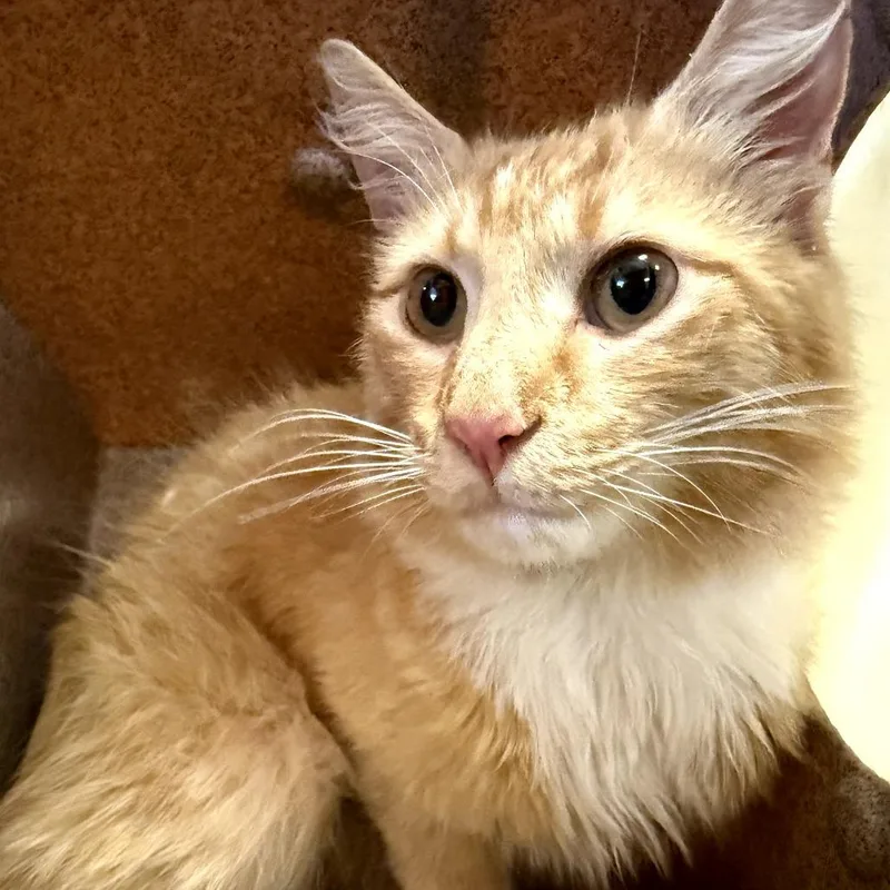 A young medium-sized male Orange / Red Domestic Medium Hair cat named Garfield for adoption in Birmingham, AL