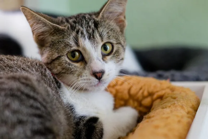 A baby medium-sized female Domestic Short Hair cat named Remi for adoption in Hot Springs, AR