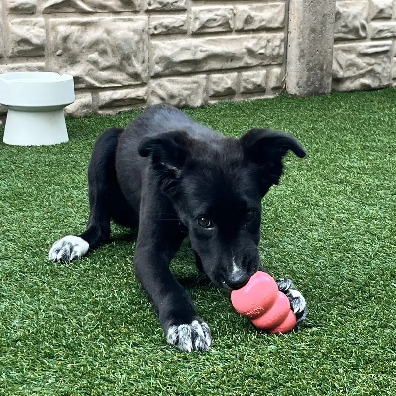 Tambourine thumbnail 2