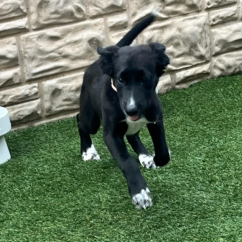 Tambourine thumbnail 3