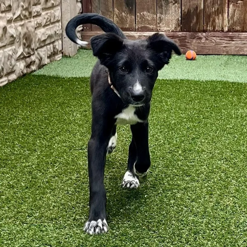 Tambourine thumbnail 4